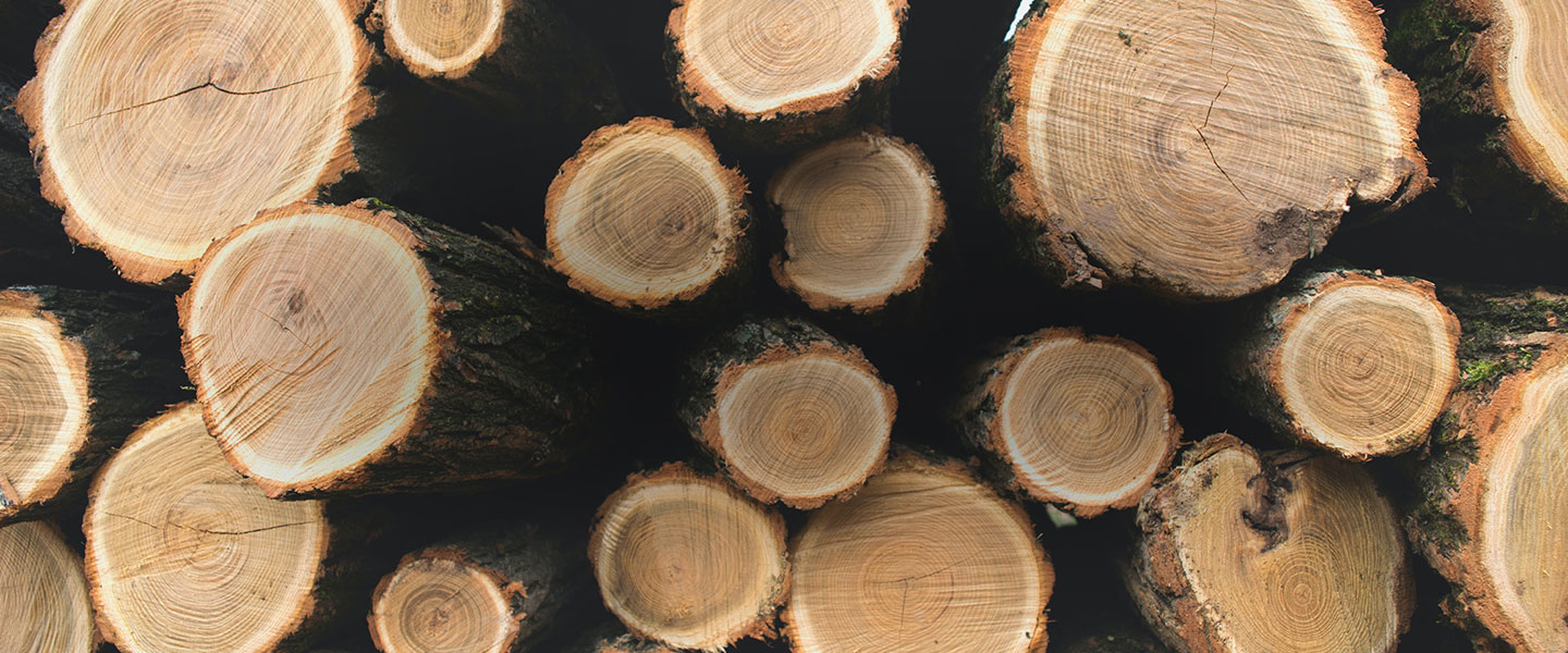 PINE TIMBER